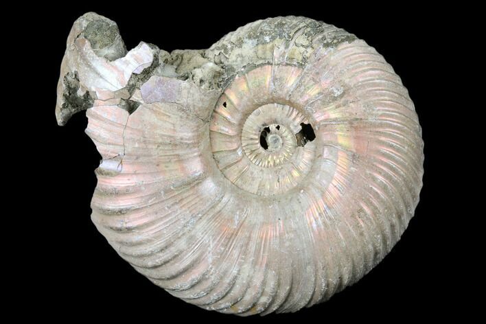 Iridescent, Pyritized Ammonite (Quenstedticeras) Fossil - Russia #175015